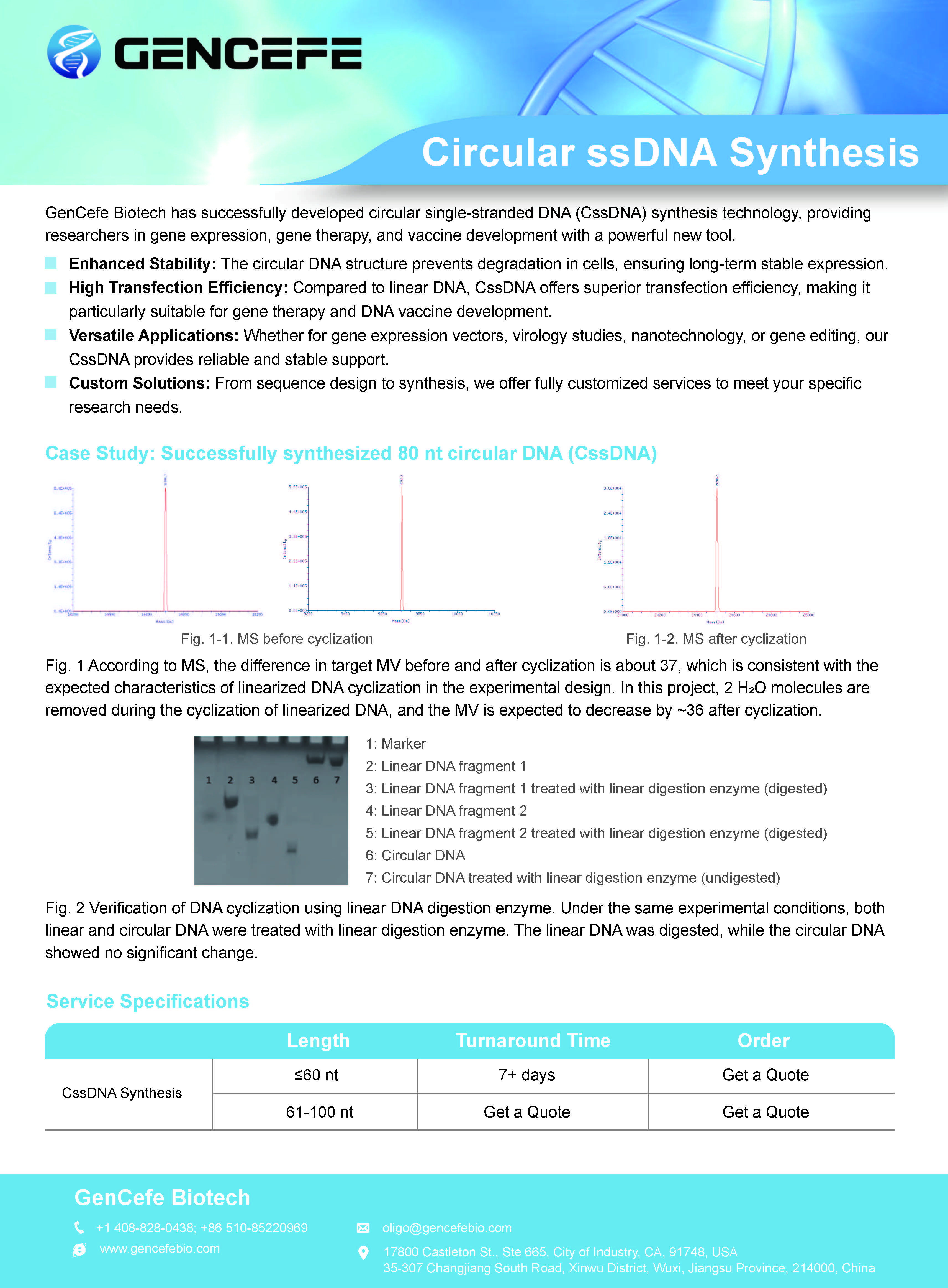 Circular ssDNA Synthesis
